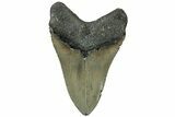 Serrated, Fossil Megalodon Tooth - North Carolina #311088-2